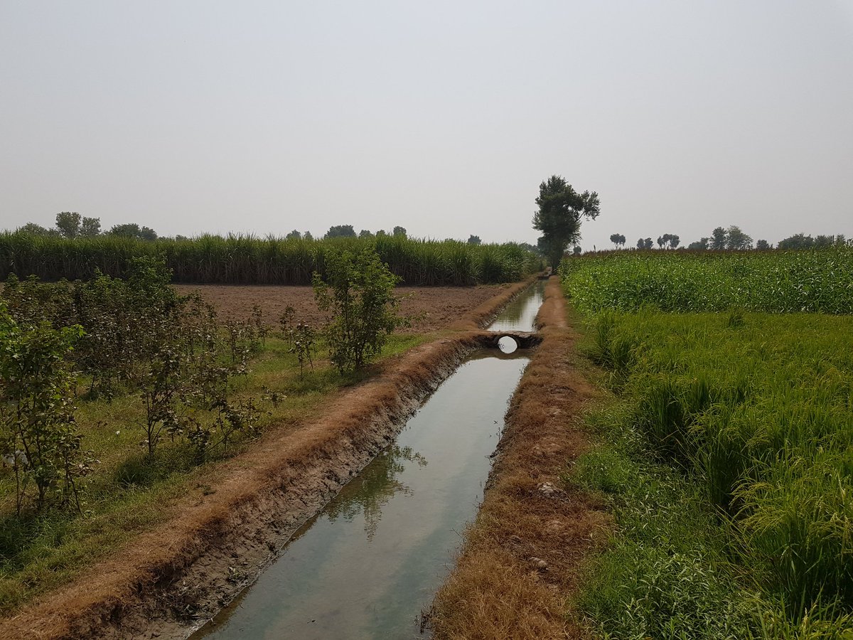 Dr_HammadKhan's tweet photo. On recent visit to my farm. Four different crops (cotton, rice, sugarcane, millet) growing at same time adjacent to each other. That's irrigated, intensive, small scale farming. Very challenging. #agriculture #farming #MultipleCropping #pakistan https://t.co/Y4fUg0Dhow