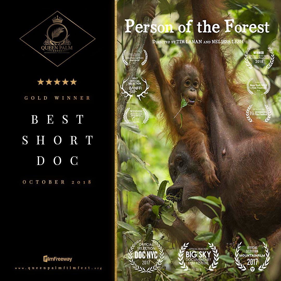 queenpalmfest's tweet photo. Congratulations are in order!!
October edition’s #GoldWinner #BestShortDocumentary goes to #PersonOfTheForest
by #MelissaLesh & #TimLaman
🌟Starring: 🐒
#IndieFilm #ShortFilm #Documentary #Orangutans #QPIFF #ProtectNSaveOurWildlife https://t.co/F8ASp8jZPu