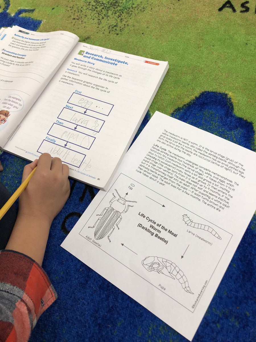 SequoyahElem's tweet image. 2nd graders creating visual representations of how animals grow and change over time. Great use of new science curriculum and teacher-created resources to support standard-based instruction!  Great job, Mrs. Smith! #leadlearner #visualmodel #studentcreation