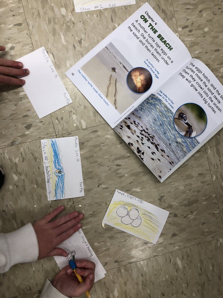 SequoyahElem's tweet image. 2nd graders creating visual representations of how animals grow and change over time. Great use of new science curriculum and teacher-created resources to support standard-based instruction!  Great job, Mrs. Smith! #leadlearner #visualmodel #studentcreation