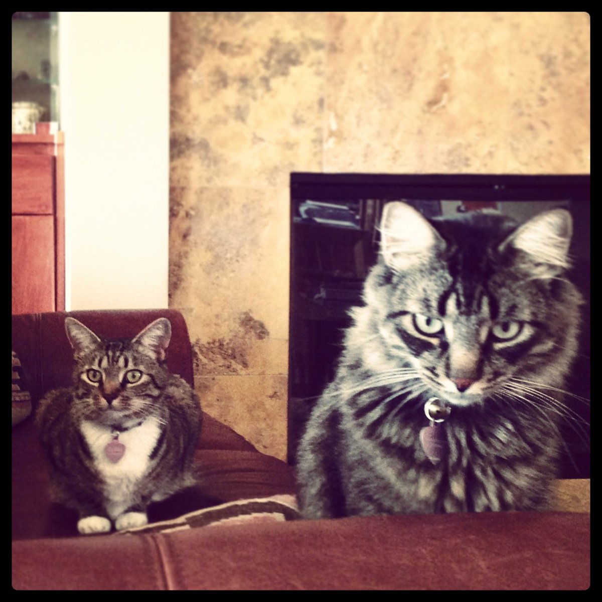 chngin_the_wrld's tweet photo. Just got back our #copyedited manuscript for our book #ThePerfectPredator @HachetteUS. My fave part? The list of 'characters' includes our #pets:
Madame Curie (cat; deceased),
Sir Isaac Newton (cat; Maine coon), Newton, Newt, Newtie,
Bonita (kitten),
Paradita (kitten) https://t.co/KcPrPhhjv2