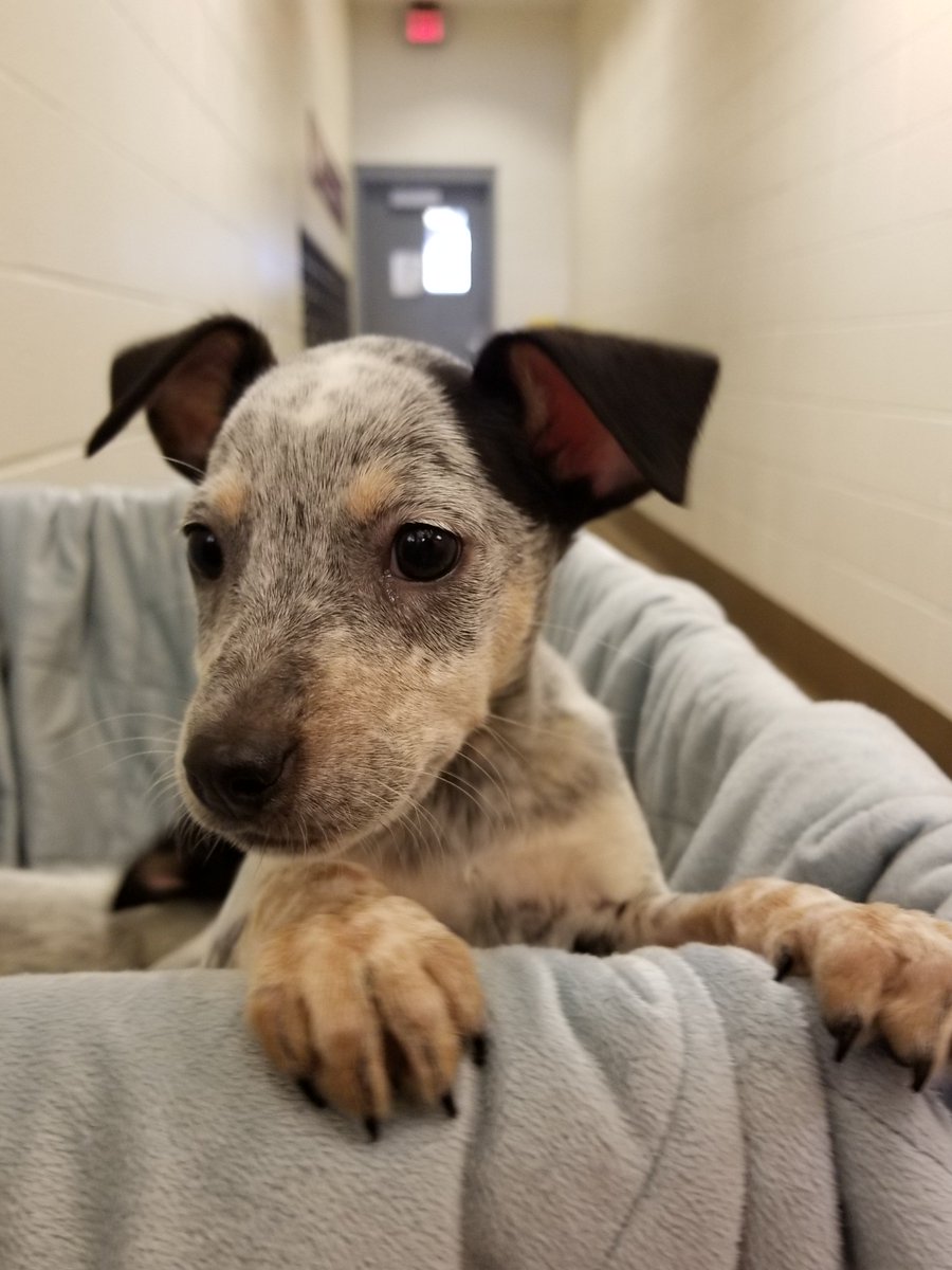 kshumanesociety's tweet photo. Does it get any cuter? 😍

JoJo: https://t.co/PhHS4rg41Y
Stella: https://t.co/ByMh3qxQB9
Zena: https://t.co/Rx6LtVJTkk https://t.co/TjAQdGEJNd