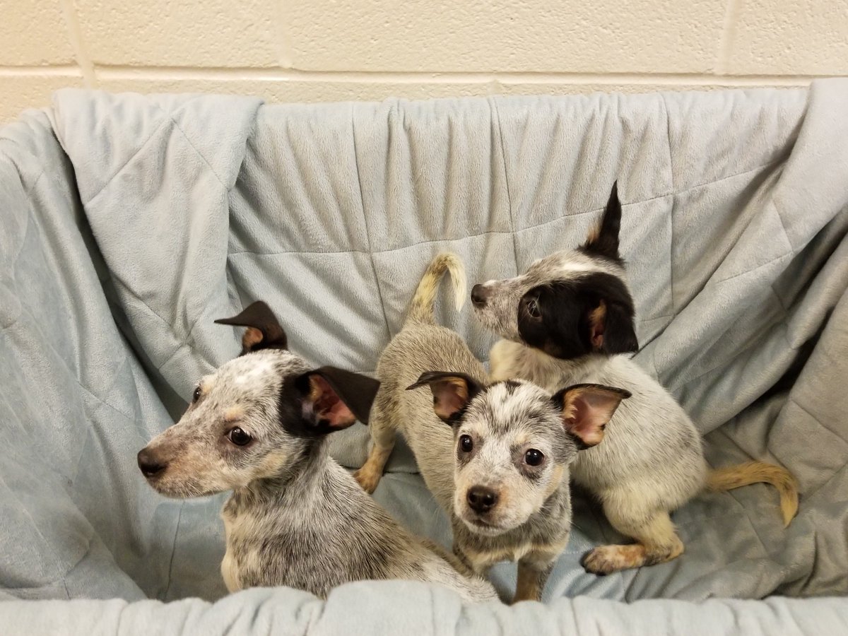 kshumanesociety's tweet photo. Does it get any cuter? 😍

JoJo: https://t.co/PhHS4rg41Y
Stella: https://t.co/ByMh3qxQB9
Zena: https://t.co/Rx6LtVJTkk https://t.co/TjAQdGEJNd