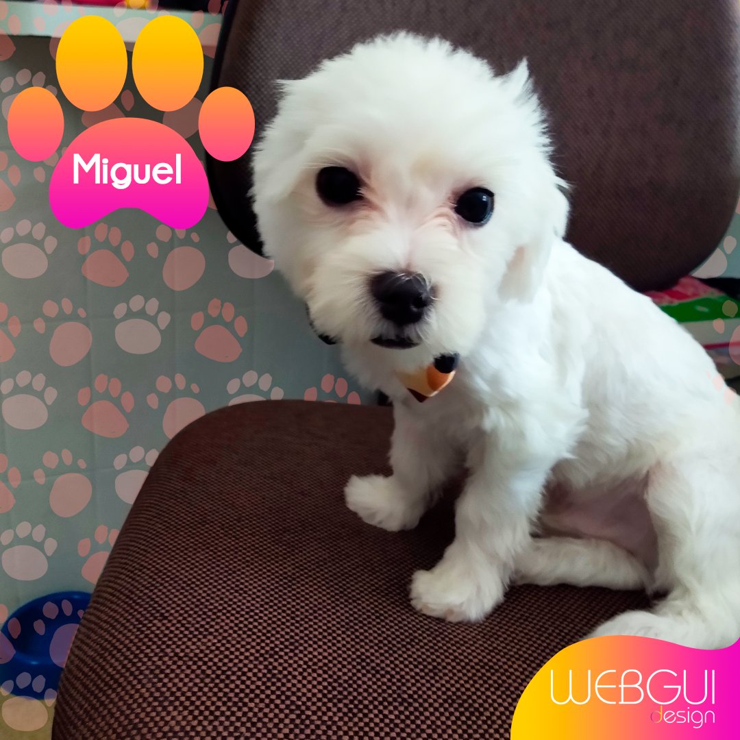 grupowebgui's tweet photo. Nossos novos funcionários mal chegaram e já dominaram tudo! 🐶🐕😍
#Webgui #WebguiDesign #CachorroÉVida #CachorrosFofos #Filhotineos https://t.co/Ceybe1hhaW