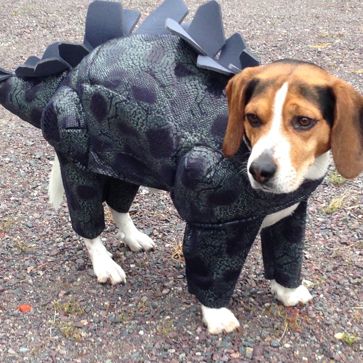 xclaim's tweet photo. ⁦@tomecurran⁩. Does Bo recognize his ancient Beagle ancestor the Beaglesorus not to be confused with GeorgeSoros #letsgoBOsox https://t.co/rhw7mq1uS3