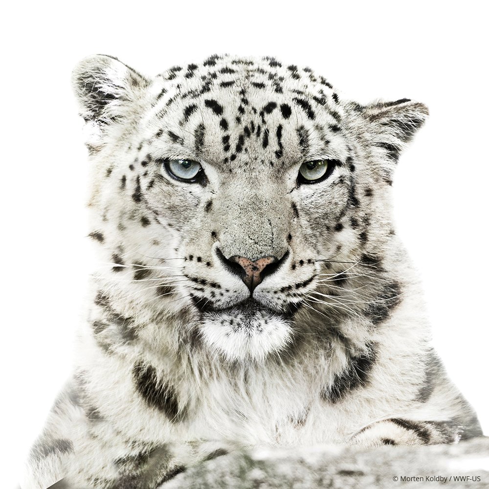 World_Wildlife's tweet photo. Happy International #SnowLeopardDay! https://t.co/0FjHbYDzjO