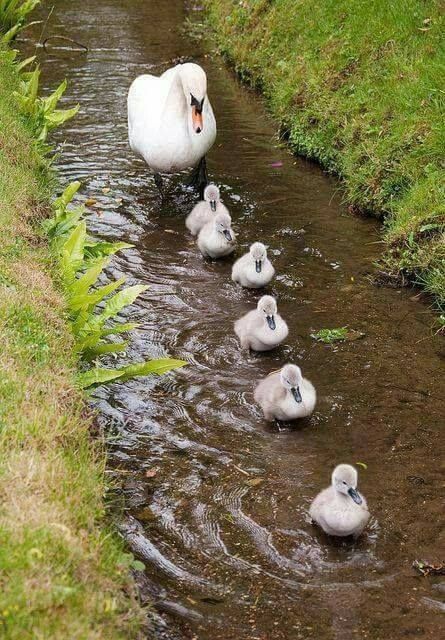 naturalezaimage's tweet photo. Pata y patitos https://t.co/NUXgxipP5i