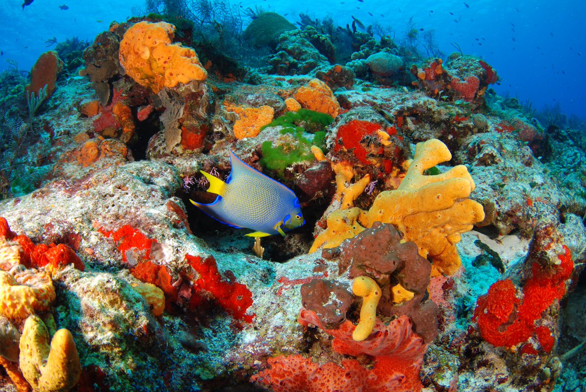 GrayLine_Mexico's tweet photo. Live a wonderful jungle and ocean adventure &amp; discover in one day three extraordinary ecosystems of the Mayan world, during our “Mayan Adventure” tour! #grayline #maya #coralreef #fish #naturephotography #nature #travel #enjoy #adventure #mexico #cancun #rivieramaya https://t.co/0OOuO2nZjt
