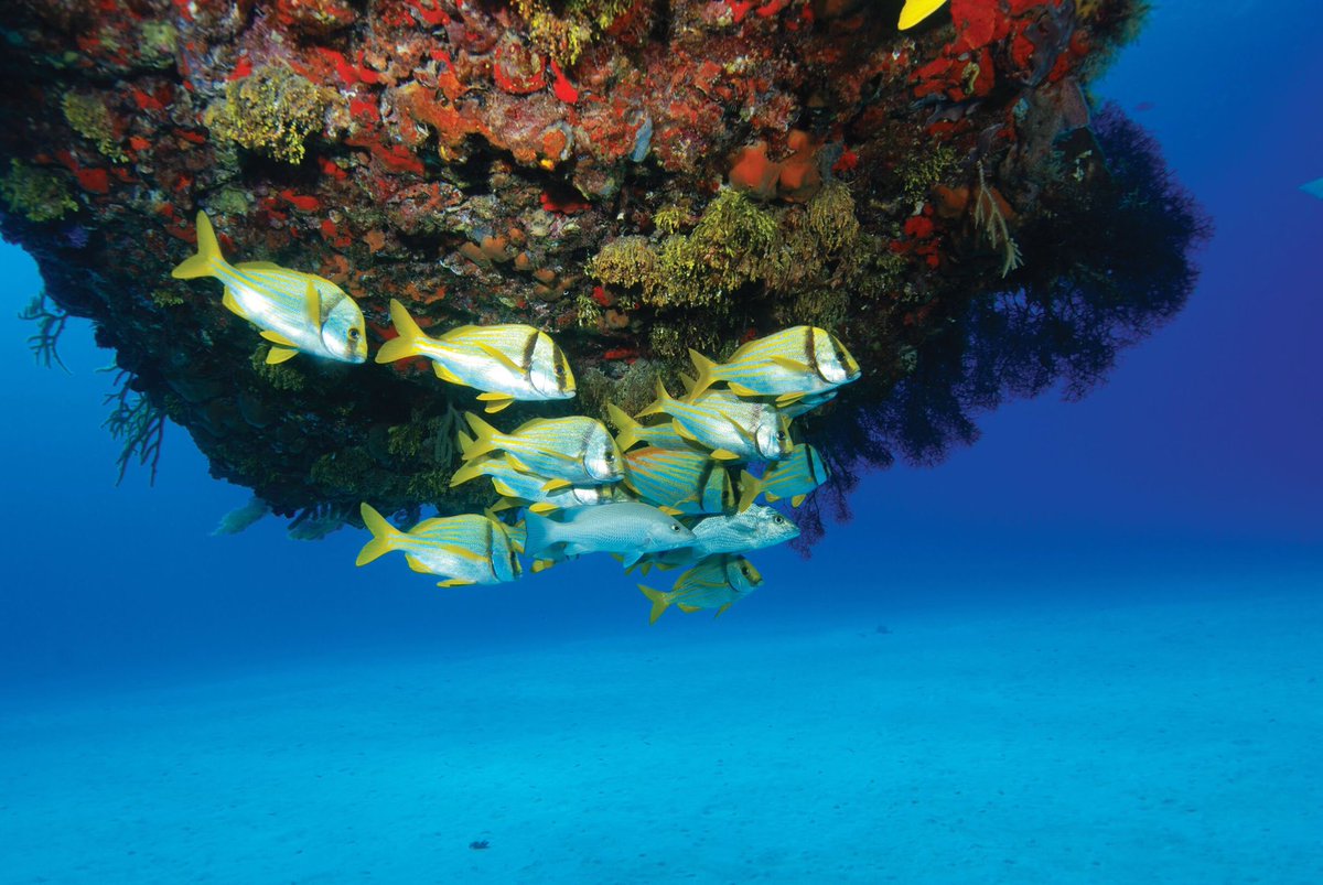 GrayLine_Mexico's tweet photo. Live a wonderful jungle and ocean adventure &amp; discover in one day three extraordinary ecosystems of the Mayan world, during our “Mayan Adventure” tour! #grayline #maya #coralreef #fish #naturephotography #nature #travel #enjoy #adventure #mexico #cancun #rivieramaya https://t.co/0OOuO2nZjt