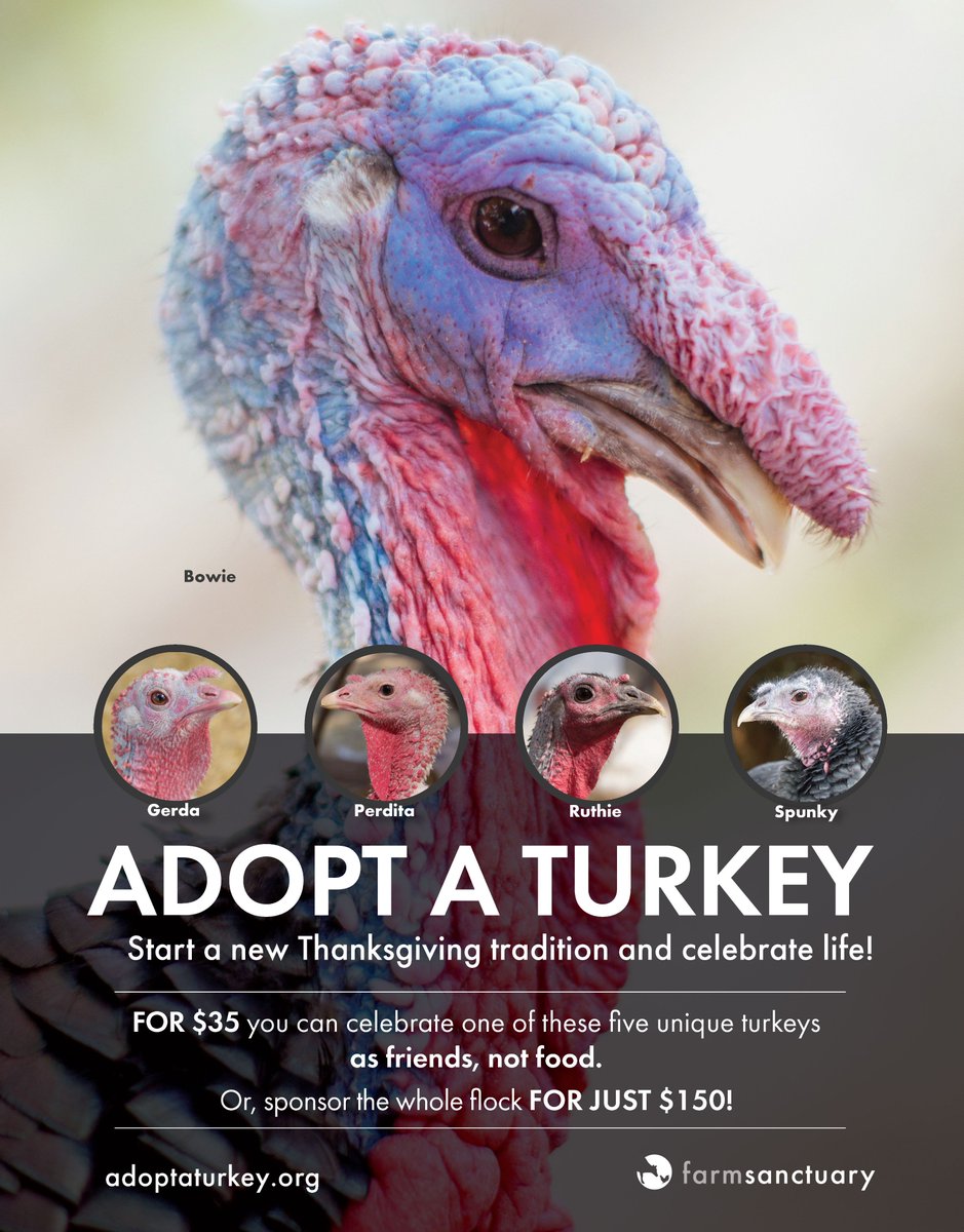 FarmSanctuary's tweet image. Meet your new favorite holiday tradition! The Adopt a Turkey Project is back for it's 33rd season of encouraging people to sponsor a turkey instead of eating one for Thanksgiving. Who will you adopt this year? More info at: bit.ly/2hAnon0 #BreaktheChain #FriendsNotFood