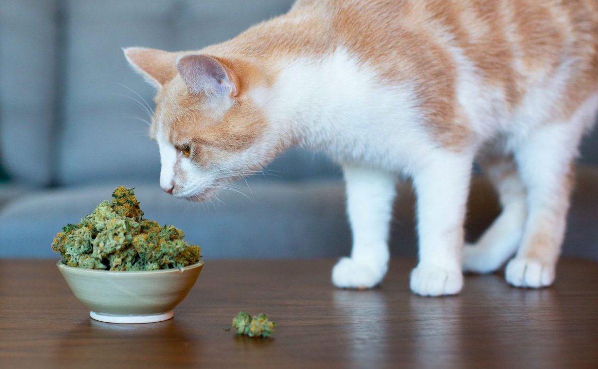 _theclear's tweet photo. The encouraging results from the first clinical study examining the effects of hemp-based cannabidiol on arthritic dogs were published in @FrontVetScience earlier this year. 
Click to read more from @Leafly 
https://t.co/Q4dxRmUcX8… https://t.co/9O6IPJScwV