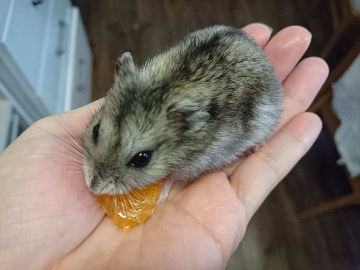 手のりハムスター 手のりハムスター