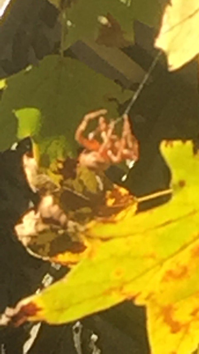 KolbyRay6's tweet photo. Found this black and orange spider building his web and trapping some food @2footgiraffe https://t.co/M4l56sPPpg