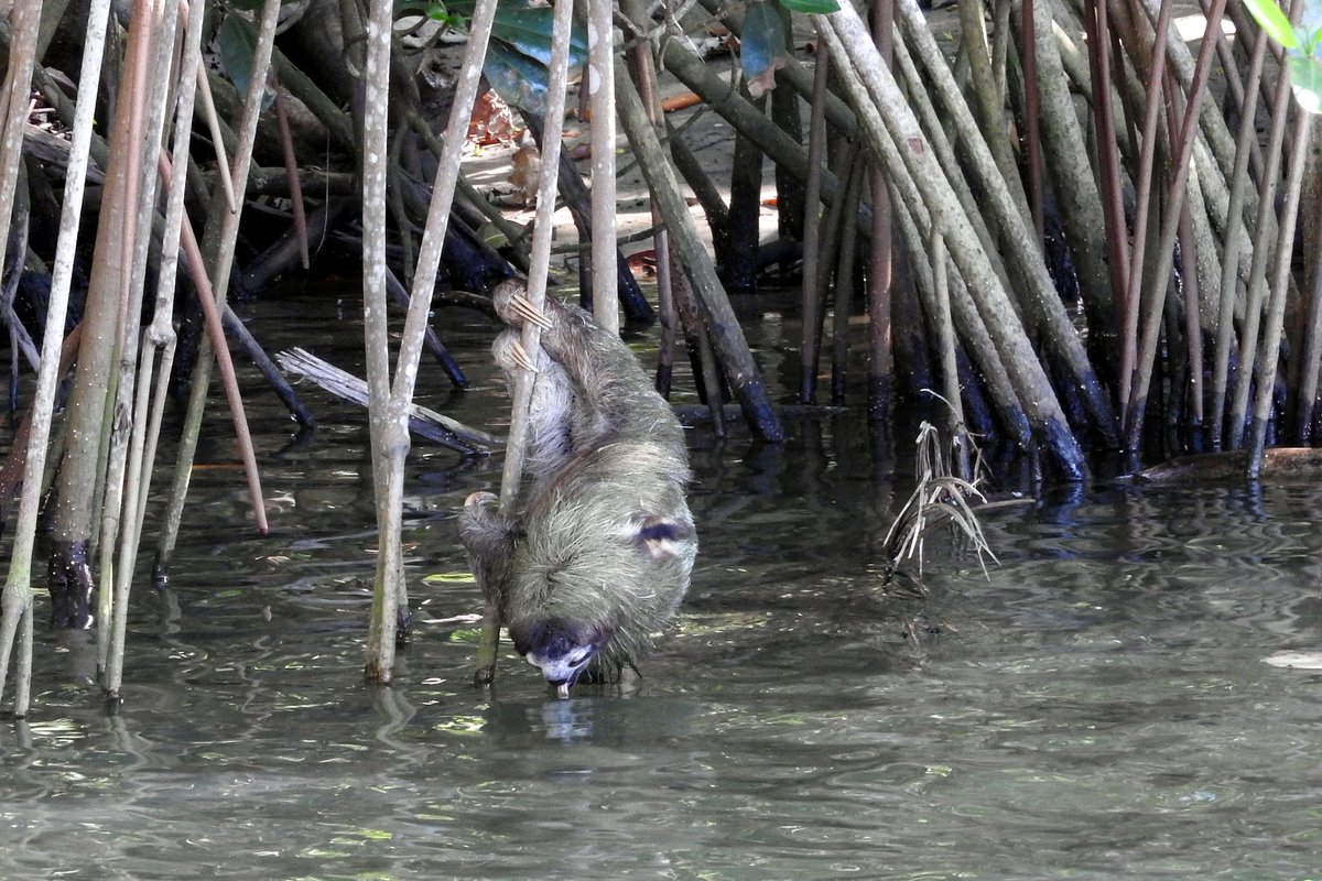 In a rare sighting, <a href="/beckycliffe06/">Dr. Rebecca Cliffe</a> spotted a #sloth dangling over the water to grab a drink - a slow and arduous process for this species: esajournals.onlinelibrary.wiley.com/doi/10.1002/fe…
#EcoPics