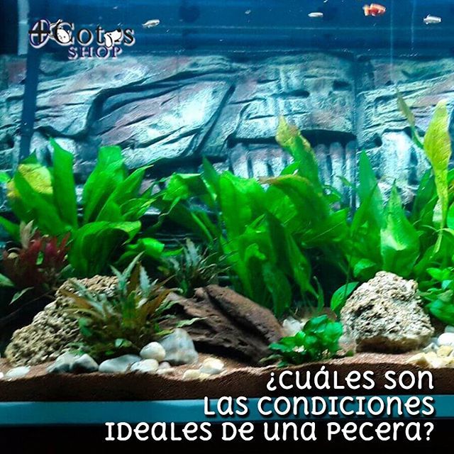Cuando vayas a comprar la pecera, ten en cuenta dónde vas a ponerla. Es lo primero que debes decidir. Los peces no dan mucha tarea, pero es importante que las condiciones sean ideales.
.
El cuidado de peces es sencillo. Busca un lugar con buena luz, pero… ift.tt/2RbkLI5