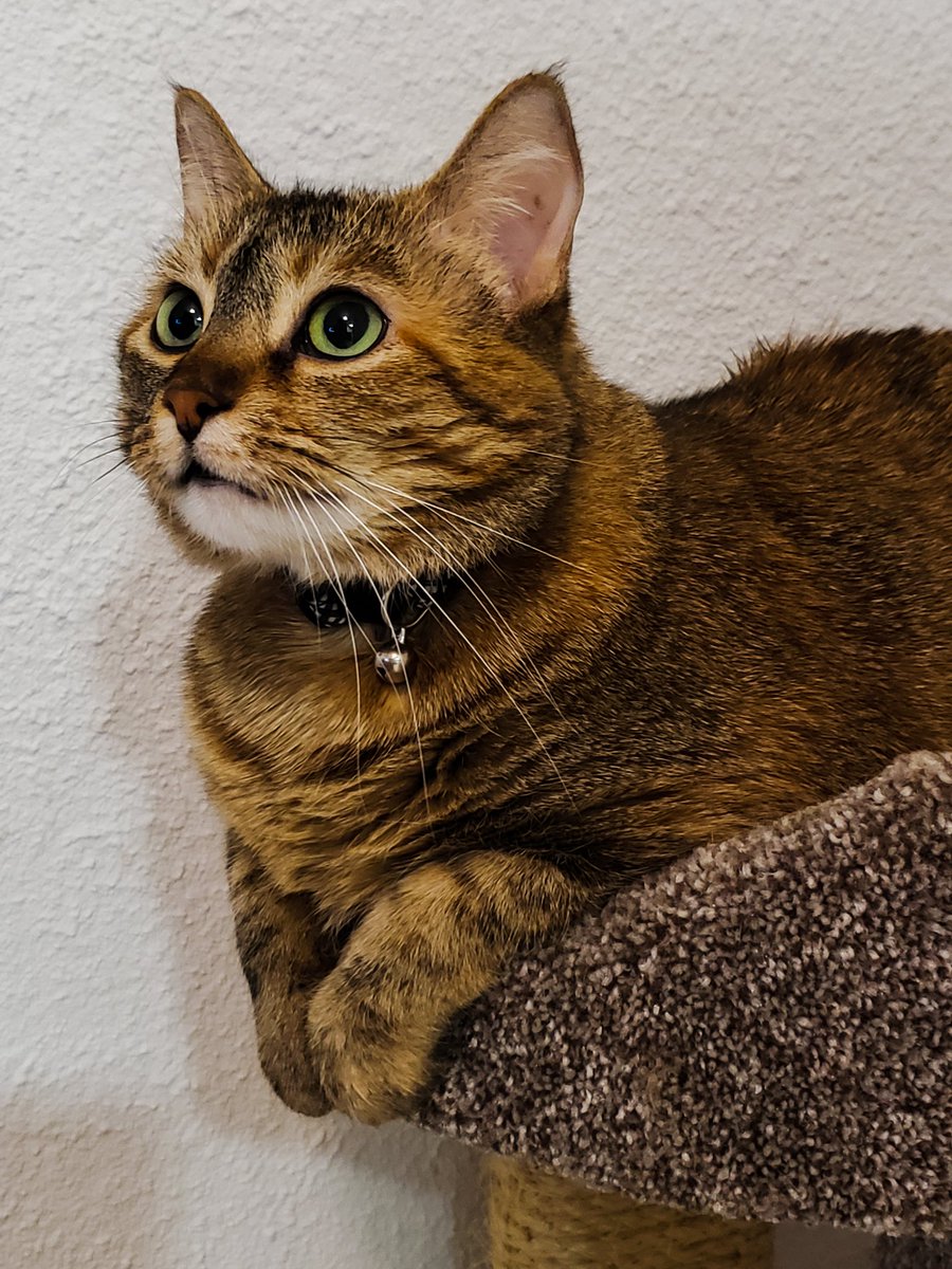 bestpeanutNA's tweet photo. Living the dream, chillin in my tower and keeping it 💯 #getlikeme

#cat #cats #catsofinsta #catsofinstagram #CatsOfTwitter #queen #peanut https://t.co/GBhwXCbz35