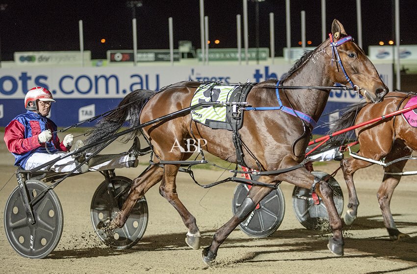ashbrennanphoto's tweet photo. Our @stableofstars boy Shadow Sax goes around in the Group 2 Decron Cranbourne Gold Cup this Saturday. 

“We are really happy with how he has improved, torrid run in the Victoria Cup but he is back to his best and will be hard to beat.” - @TonkinStewart 

#TheTrots @TheTrotsComAu https://t.co/nSFJygqrk5