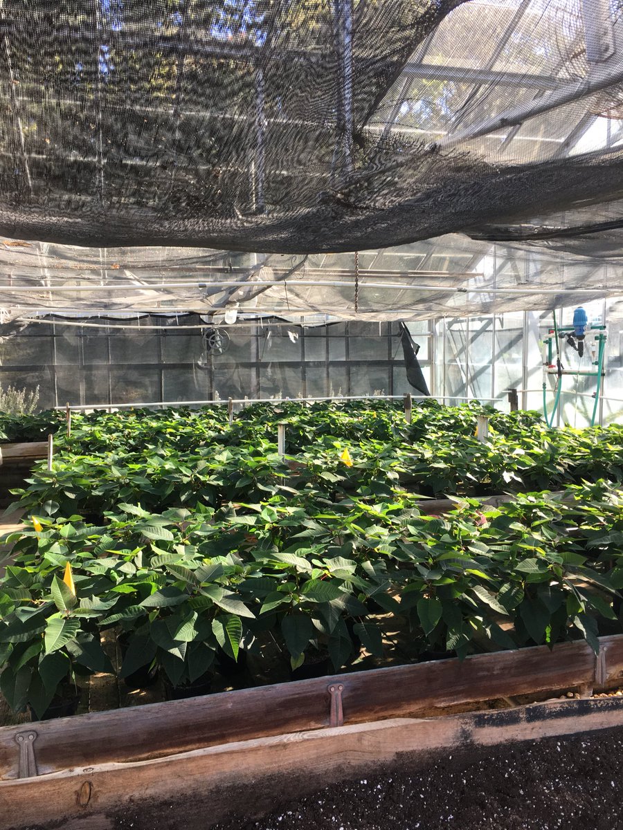 Look out North Nation,   The poinsettias are starting to make their change of color to red and white. Stay tuned to watch the transformation right before your eyes!