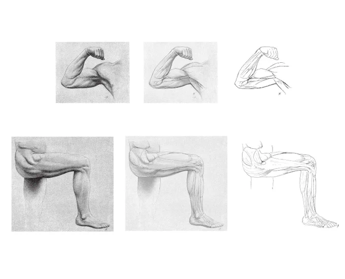 筋が発達している人の体表写真や彫刻写真に筋の境界を描いていくのも学習方法として有効である。本来なら皮膚と皮下組織の厚みが含まれるが、案外気にならない。 