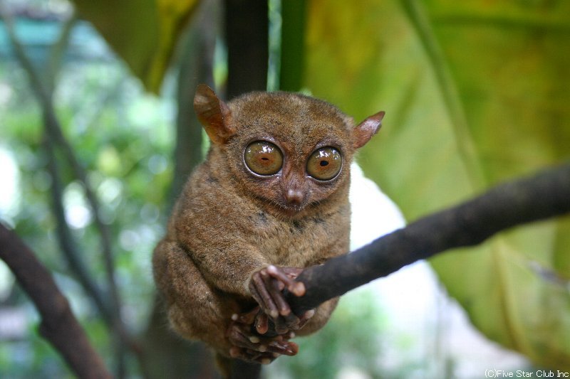 Limonzdays フィリピン永住権サポート Twitterissa ボホール島のメガネザル ターシャです お目目がくりくりしてかわいらしいこの子は 世界最小級の霊長類と言われています ボホール島を訪れた際には ぜひこのターシャにもお会いください フィリピン セブ