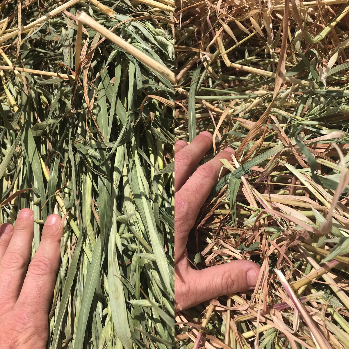 #Opera in Oats! LHS treated RHS untreated. 500ml per hectare 21 days prior to cut, cut 4 weeks ago. 14mls of rain across 3 events since cutting. Opera showing how beneficial it can be in oaten hay #greenleafretention 💪🏼🎋👍🏼. <a href="/BASF_Agro_Au/">BASF Agricultural Solutions Australia</a>
