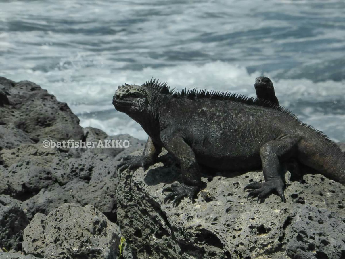 バットフィッシャーアキコ Twitterren 写りたがり系イグアナ Ecuador エクアドル Galapagos ガラパゴス諸島 Marineiguana ウミイグアナ 爬虫類