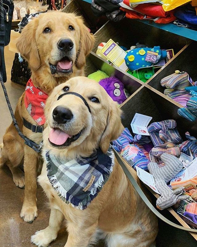If I smile big do I get more treats and toys?! 🐶😆⚽
@Regram from @sirtuckthegoldenpup -  Cheesing with @chandler_thegolden 😊 .
.
.
#dog #goldenretriever #goldens #goldensofinsta #goldenpups #cutedogs #instagood #photography #petphotography #pnwpets #instadog #oregon #loca…
