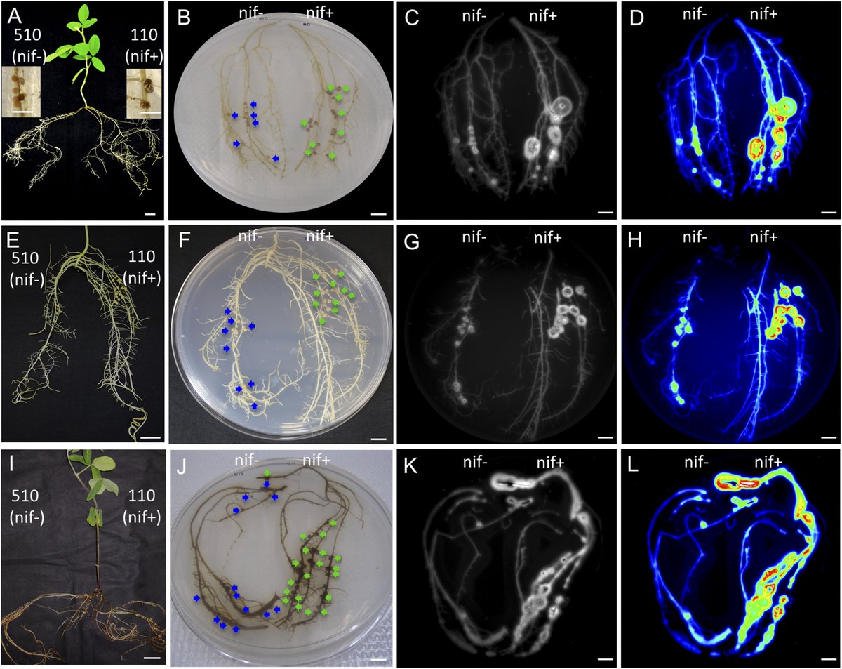 PhytobiomesJ's tweet photo. Visualizing Glutamine Accumulation in Root Systems Involved in the Legume–Rhizobia Symbiosis by Placement on Agar Embedded with Companion Biosensor Cells #openaccess #technicaladvance
https://t.co/9ztchZCKIp https://t.co/jpG9hrK1VW