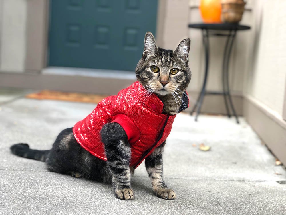 cat wearing coat