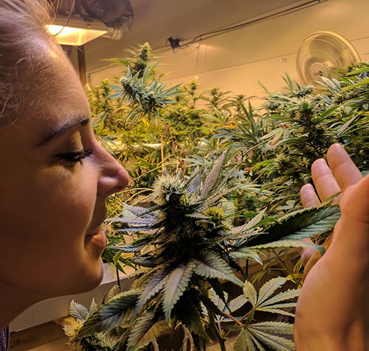 My 420 Tours (@cannabistouring) on Twitter photo Get closer to your buds on our bestselling Buds & Beers Tour. Stops include <a href="/WholeMeds/">WholeMeds</a> grow facility, <a href="/TGScolorado/">The Green Solution</a> dispensary, and <a href="/BrewabilityLab/">Brewability</a>
my420tours.com/denver-pot-tou… Get closer to your buds on our bestselling Buds & Beers Tour. Stops include <a href="/WholeMeds/">WholeMeds</a> grow facility, <a href="/TGScolorado/">The Green Solution</a> dispensary, and <a href="/BrewabilityLab/">Brewability</a>
my420tours.com/denver-pot-tou…