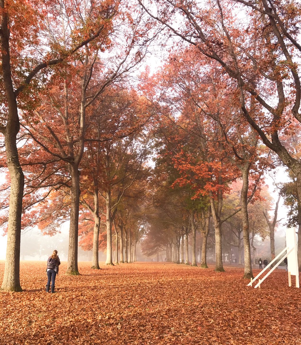 Malisa_Zhao's tweet photo. Autumn🍁 https://t.co/CtZKSHWuUk