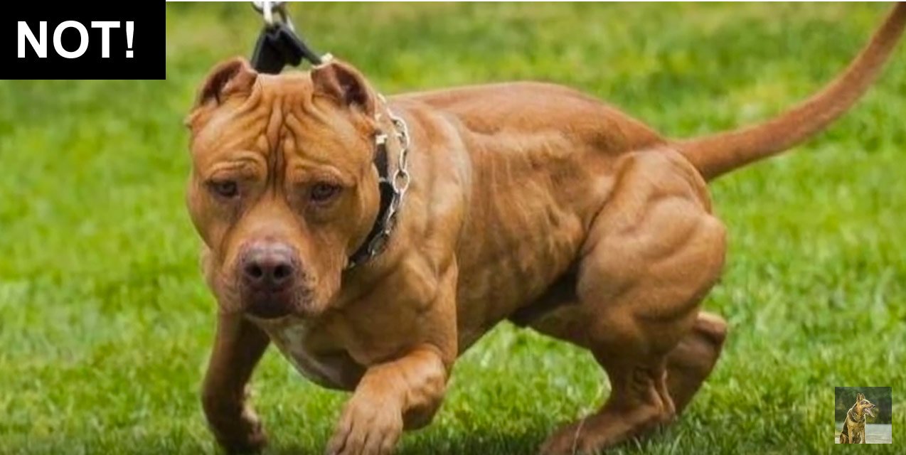 gamebred pitbull