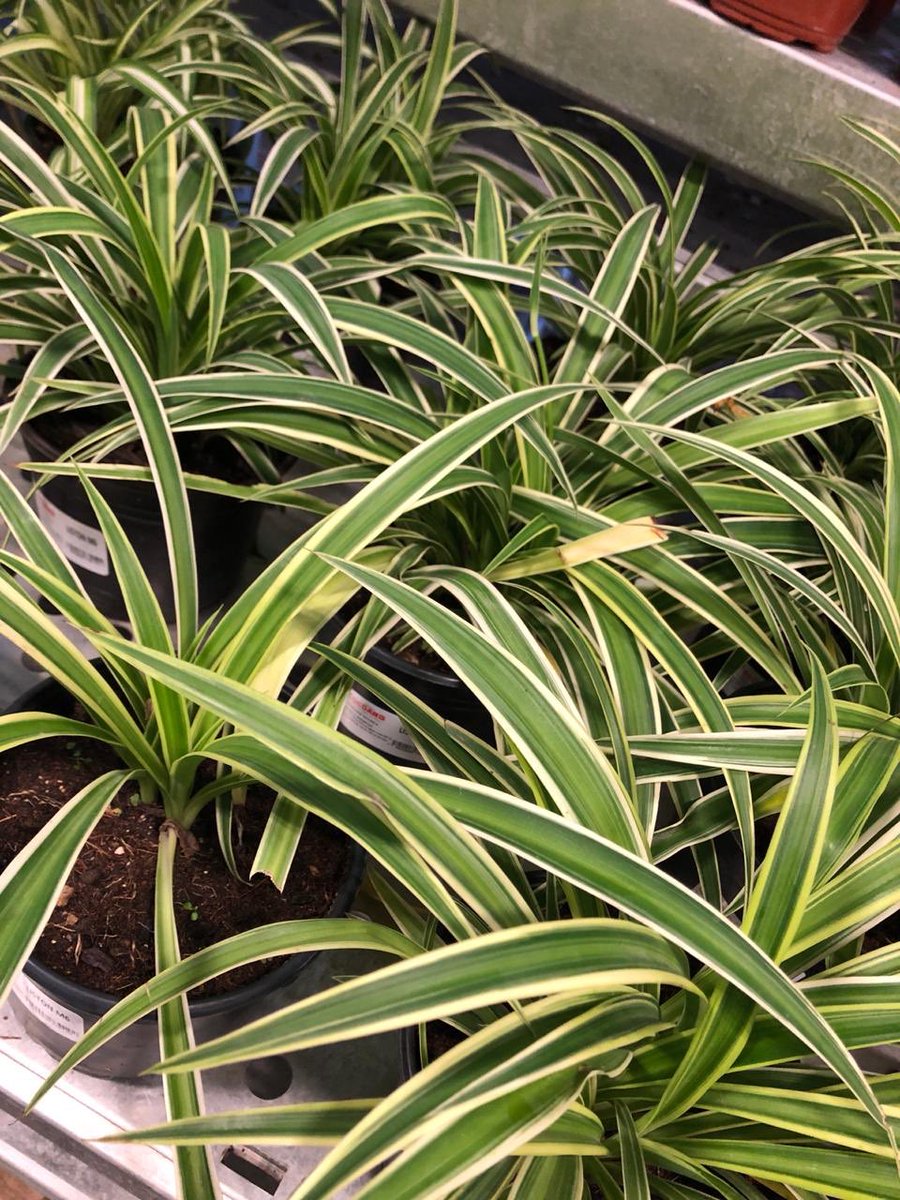 claudiamaldof's tweet photo. Wellbeing Tuesday! Plants...they supply almost everything! @ASFM_official @ASFMELEM #SEL #asfmlearns #asfmhappiness https://t.co/DJxmPeEfkM