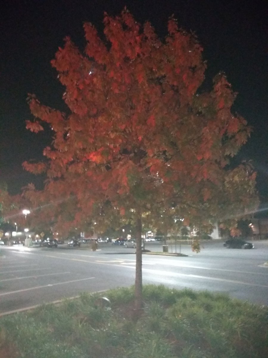 mine88_e's tweet photo. Day 62 62 walks of 100 Fall walk moon almost full And God made the lesser light to rule the night @GirlTrek #girltrek #stillIwalk https://t.co/GYupBJrgez