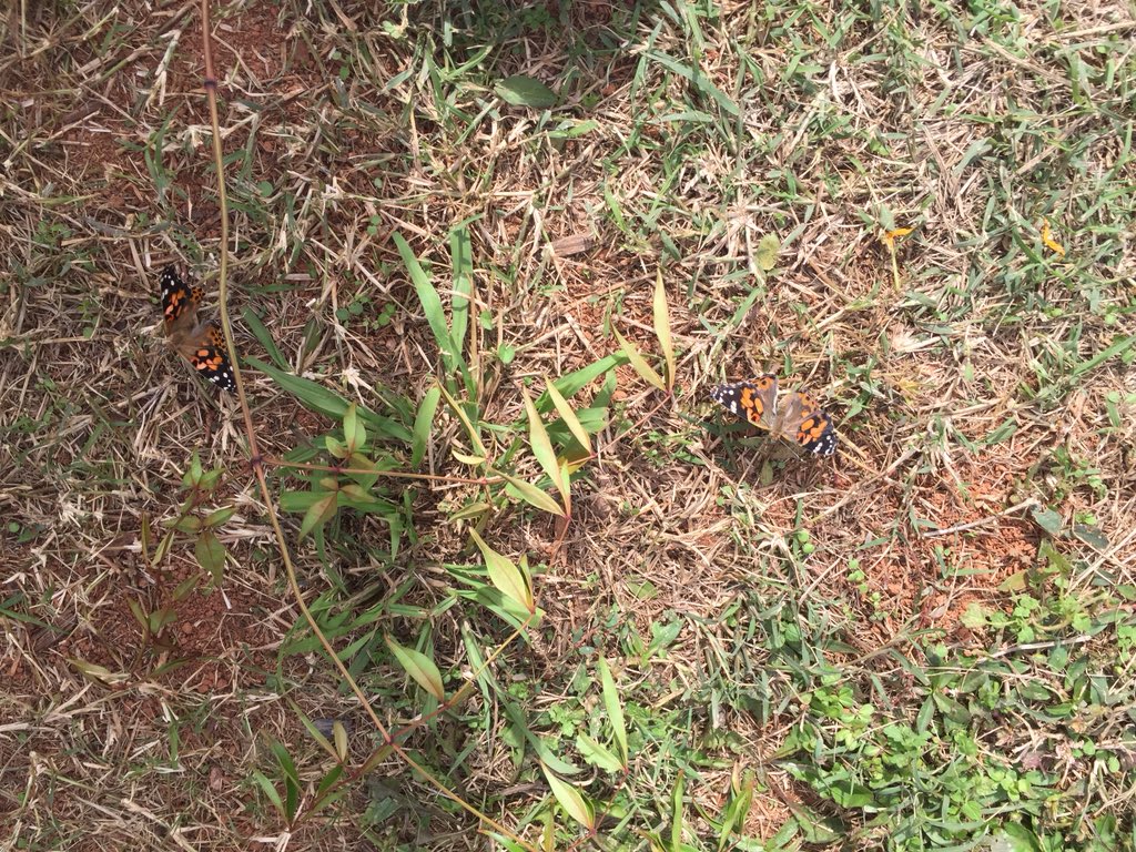 MaddenClass's tweet photo. Goodbye little butterflies 🦋...safe travels!
#fwesinspireslearning https://t.co/Bw1CGiKog9