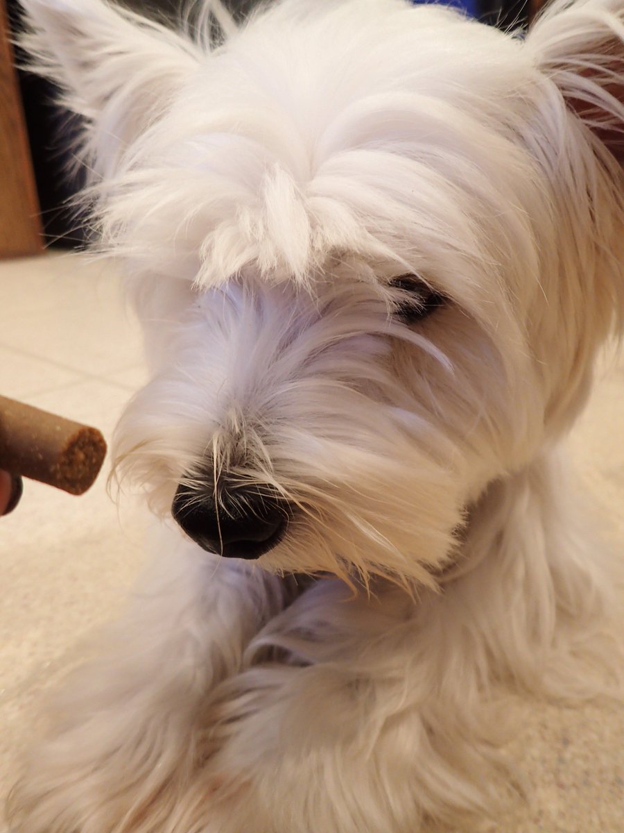 kinleywestie's tweet photo. We got to #review @petnaturalsvt Peanut Butter Superfood Treats from @Chewy - dey were a home run! https://t.co/unUNUvhv9h #petnaturalsofvermont #petnaturals #chewy #chewyinfluencer #tastytuesday #WorldSeries #terriertuesday https://t.co/ZU5rVMaoli