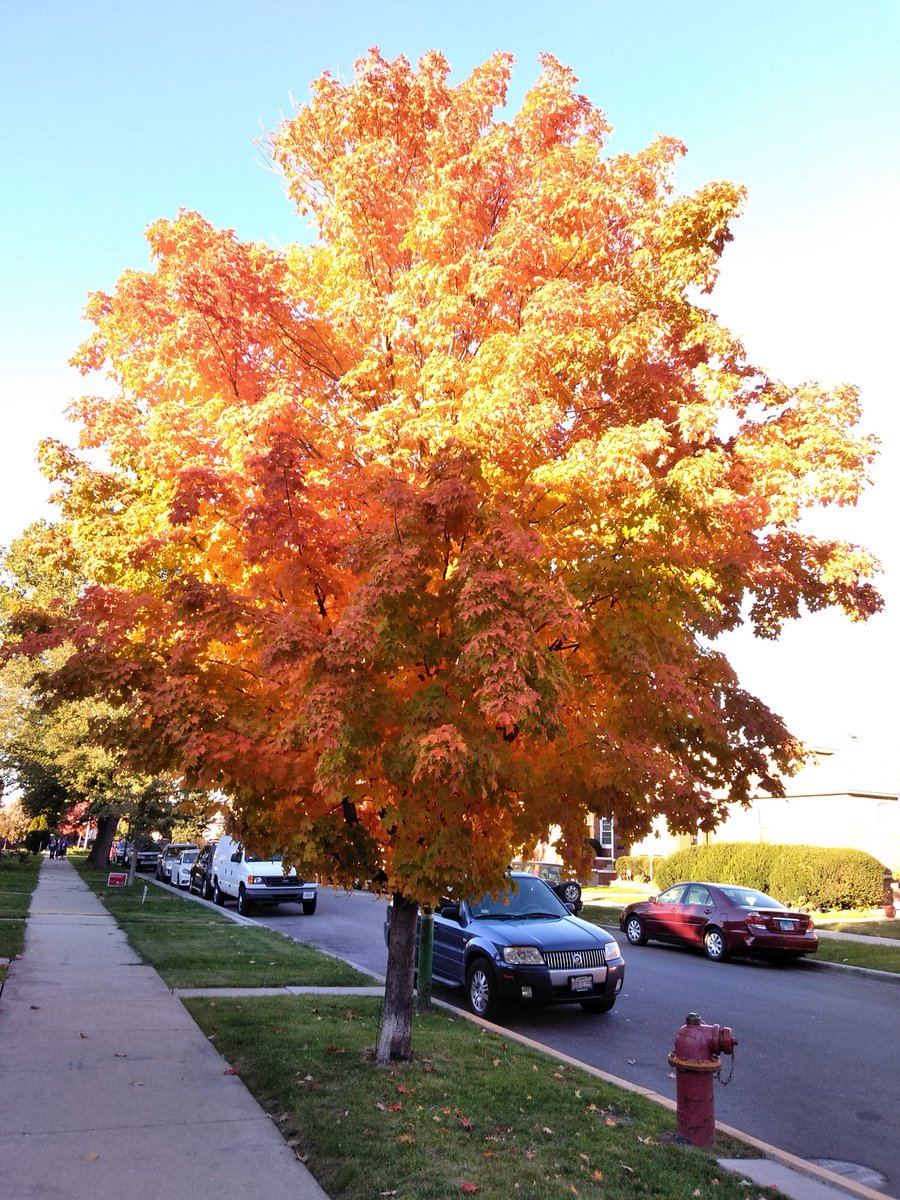 A beautiful, glowing Autumn here in #hermosachi!  #chicagotrees #belmontgardens #ourhermosa #sugarmaples #chicagofall