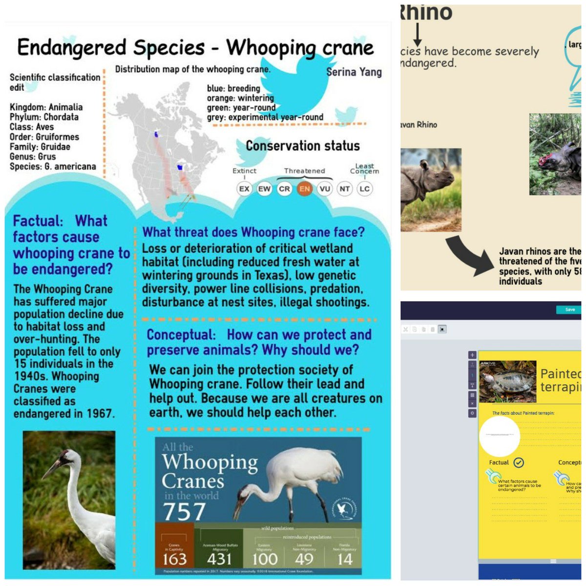 115okcmiller's tweet photo. great infographics from my G10s! work in progress!

#ourrelationshipwithanimals
#ATLsresearchcommunication
#researchproject #oralpresentation
#inquiryquestions
#easel.ly
#piktochart
#isscelebrates
#isspride https://t.co/EAXiJzijhx