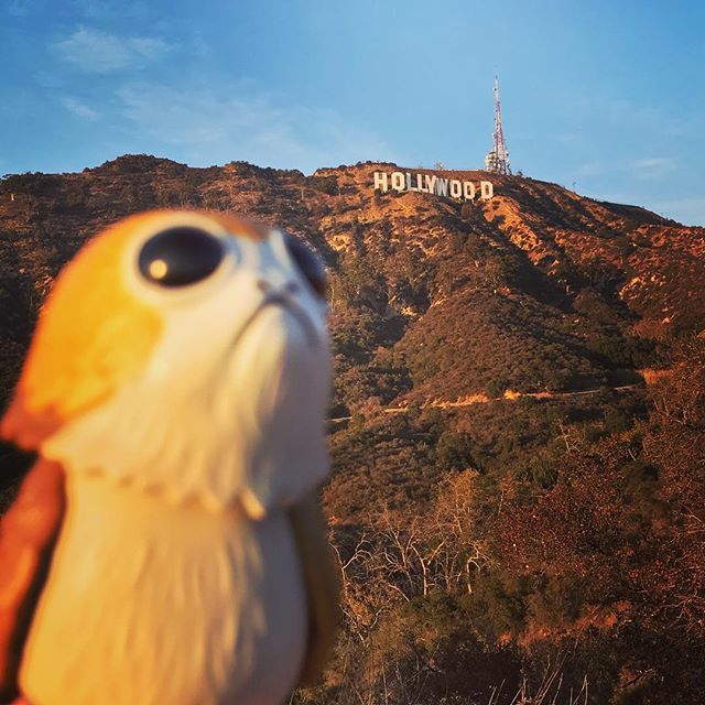 shaunspringer's tweet photo. No business like... #DatPorgLife https://t.co/HXgCo9pV26