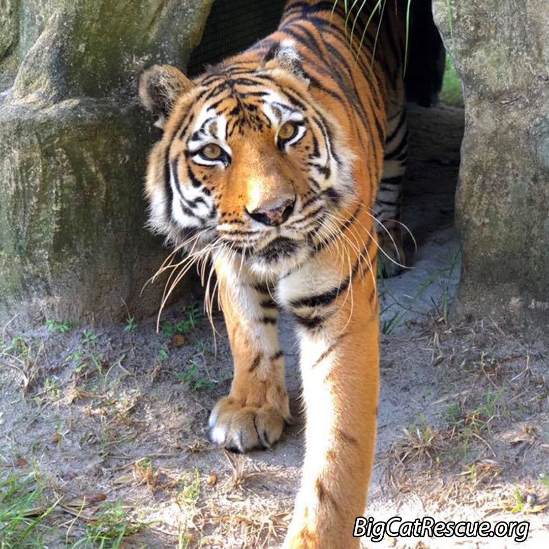 BigCatRescue's tweet photo. Keisha Tiger got up from her nap to come over and say hi.

Photo by Jamie Veronica October 16, 2018 https://t.co/tmWm5POwYG