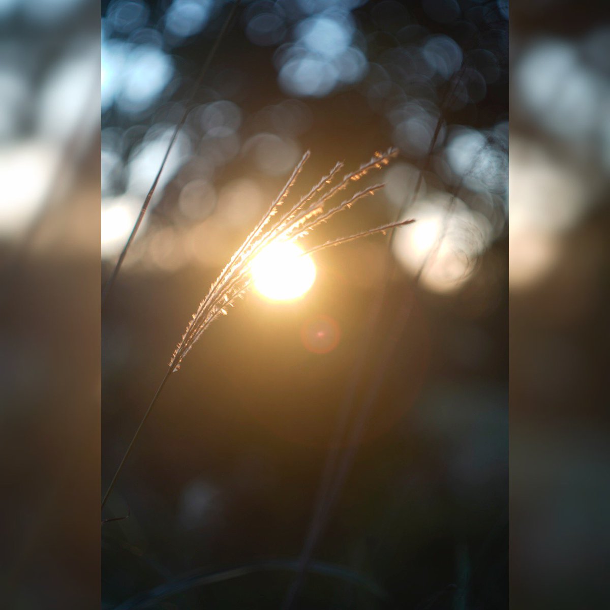 BRobiPhoto's tweet photo. What a beautiful fall sunset in #legacypark #sony #photography #vintagelens #vintagelenses #sonyalpha #sonyimages #sonyalphasclub #stalklight #biometar80mm #fotodiox #fotodioxpro #bokeh #bokeh_bliss #walltones #upstateexposuresmag #yeahthatgreenville #greenvillescphotographer https://t.co/5STIQp2mv3