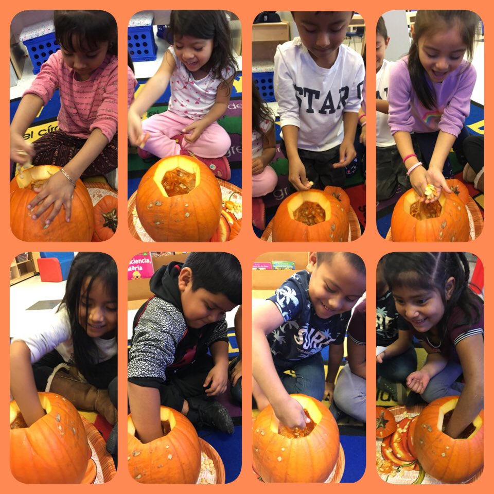 maestra_Ceci's tweet photo. #Explorando las calabazas #Estimando cuantas semillas habrá dentro de la calabaza #Exploring pumpkins #Estimating how many seeds are inside the pumpkin #Math #Science #Friends #cognates #biliteracy #KinderisAwesome @SunnyHill220 @CArmendarizMxwl @MsAcosta220 https://t.co/mHbCFuidvs