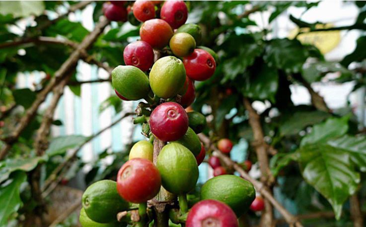 WJ_CoffeeValve's tweet photo. #ONEWAYEXHAUSTVALVE ON ARABICA AND ROBUSTA
https://t.co/CjZGW6yfrL
One way exhaust valves knows the main varieties of coffee grown in the world come from Arabica and Robusta. https://t.co/v9puTgmtGm