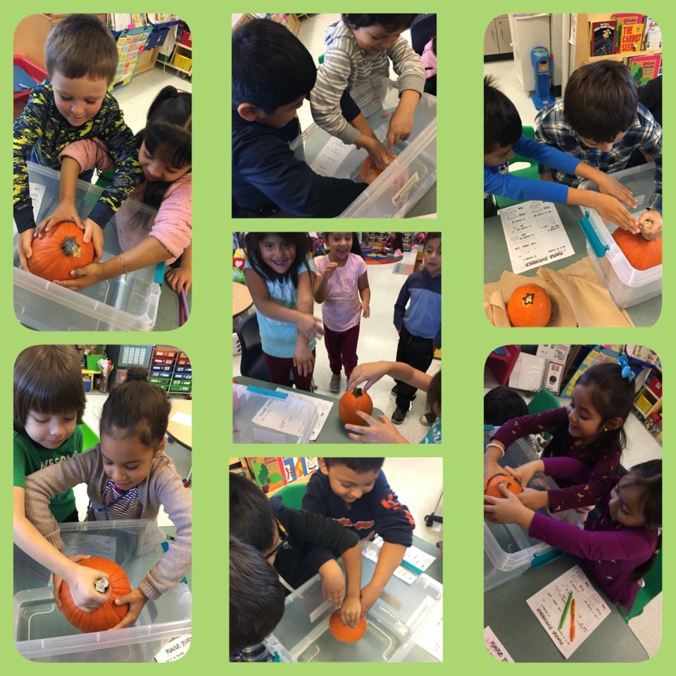 maestra_Ceci's tweet image. Kinder Ss #investigating pumpkins Estudiantes de Kinder #investigando calabazas #sinkorfloat #howmanycubestall? #whatsizeisyourpumpkin? #partnerwork in math &amp;amp; science #friends helping each other #oracy @BethThake @SunnyHill220 @CArmendarizMxwl @MsAcosta220