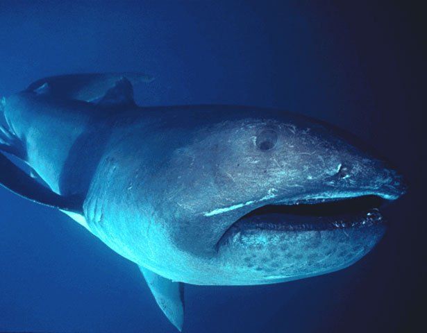OtletResearch's tweet image. Do you know someone who works with #megamouth sharks, or other filter feeding sharks? 🙋🏻 Scientists are looking for DNA, specifically from the eye if possible! Consider connecting your friends and colleagues through Otlet. #SamplesForScience

@BlueChilliGroup @saveourseas