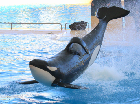 BREAKING: ‘Free Willy’ Bill banning captivity of whales and dolphins, #BillS203, just cleared the Senate! We celebrate the halfway mark in the #EmptyTheTanks Canada campaign.