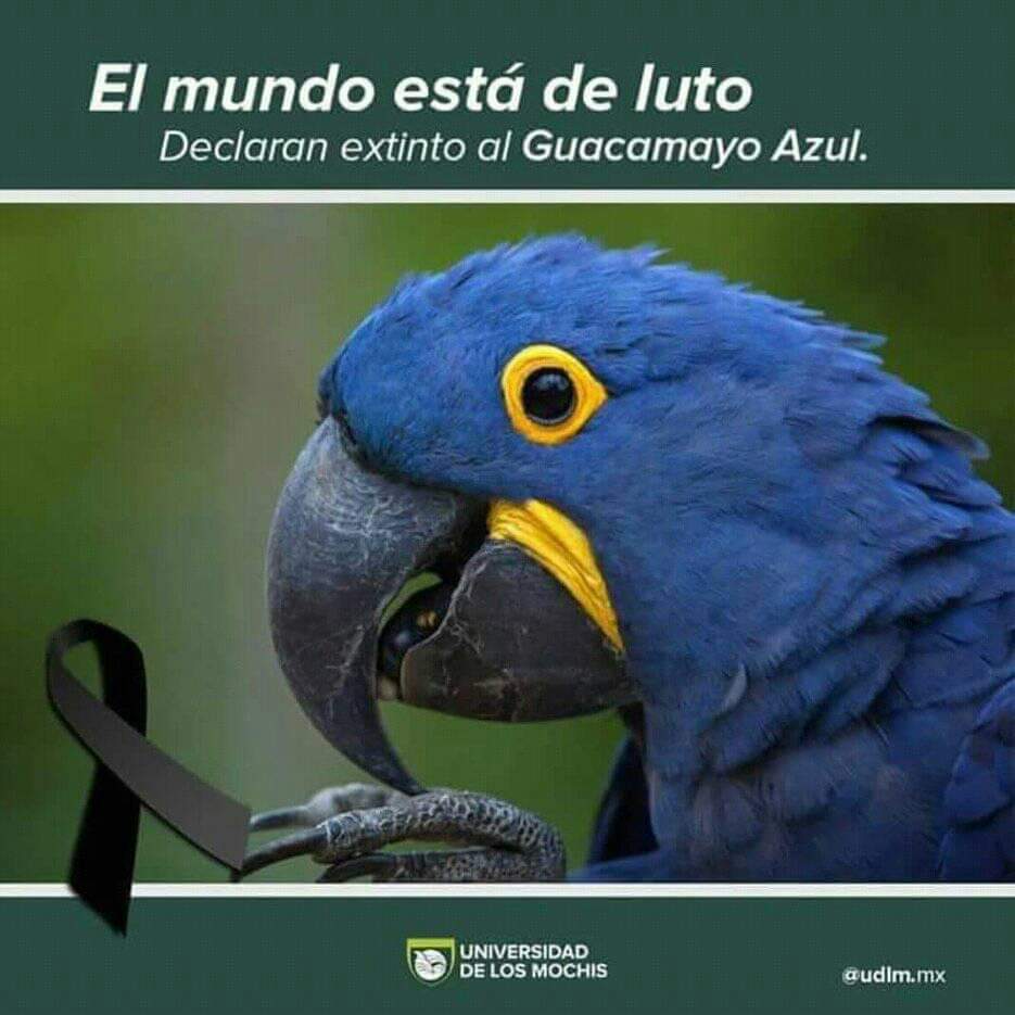 Sumergete_ONG's tweet photo. #SabíasQué...
#SuMérgete #SeMbradores https://t.co/RXQGOkR1fR