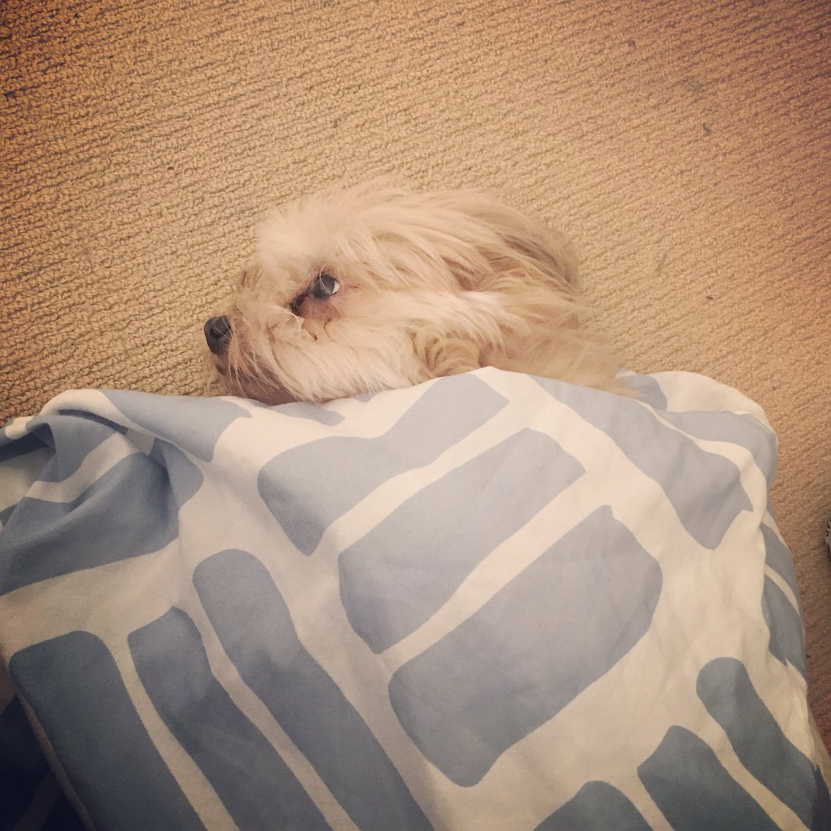 Wolfs blanket #puppy