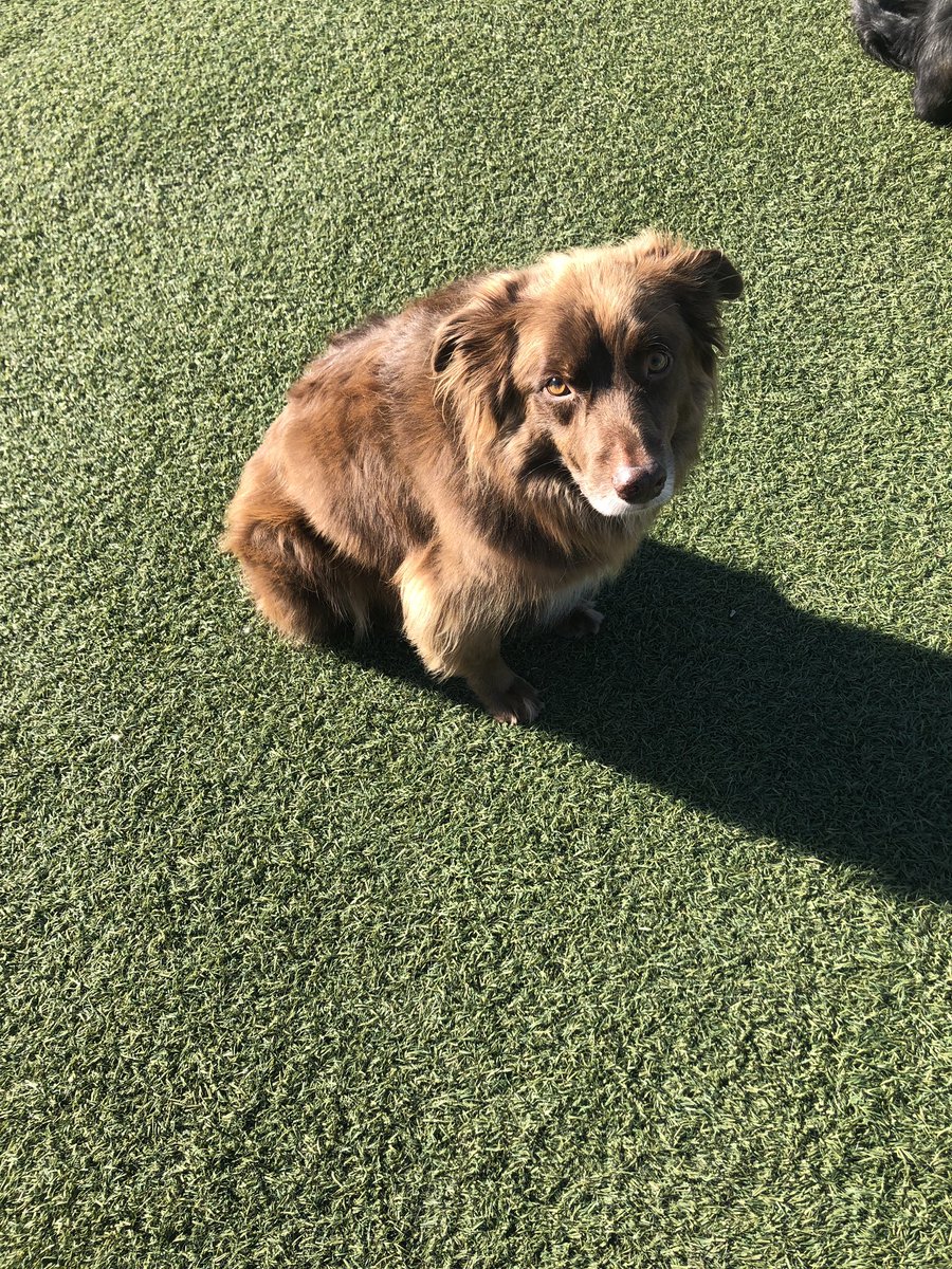 bo_barly's tweet photo. my favorite daycare doggos: Duke &amp; Phenix (brother &amp; sister aussies), Lexi Lab and Luna 💕🐶🐾 https://t.co/dGL2Tyltrc
