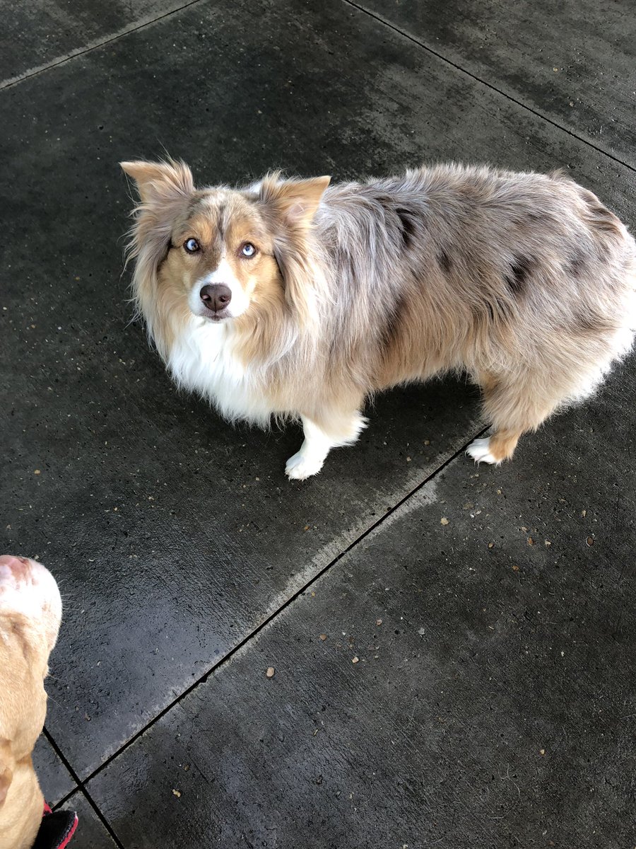 bo_barly's tweet photo. my favorite daycare doggos: Duke &amp; Phenix (brother &amp; sister aussies), Lexi Lab and Luna 💕🐶🐾 https://t.co/dGL2Tyltrc